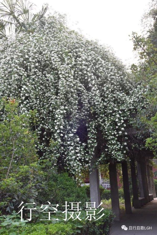 虫虫助手下载